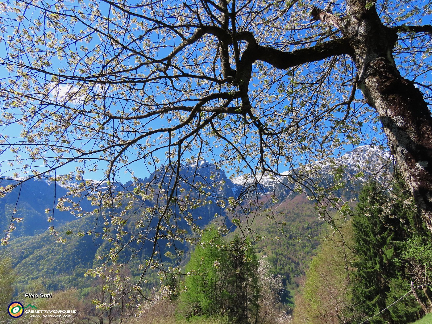 28 Ciliegio fiorito con Baciamorti, Cornetta, Corna Piana.JPG